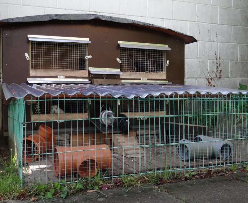 Unsere Meerschweinchen