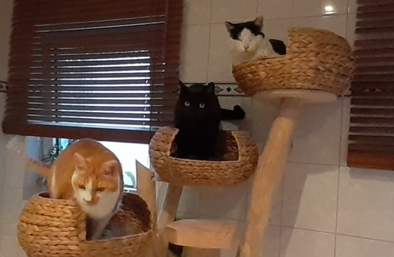 Unsere 3 Kater